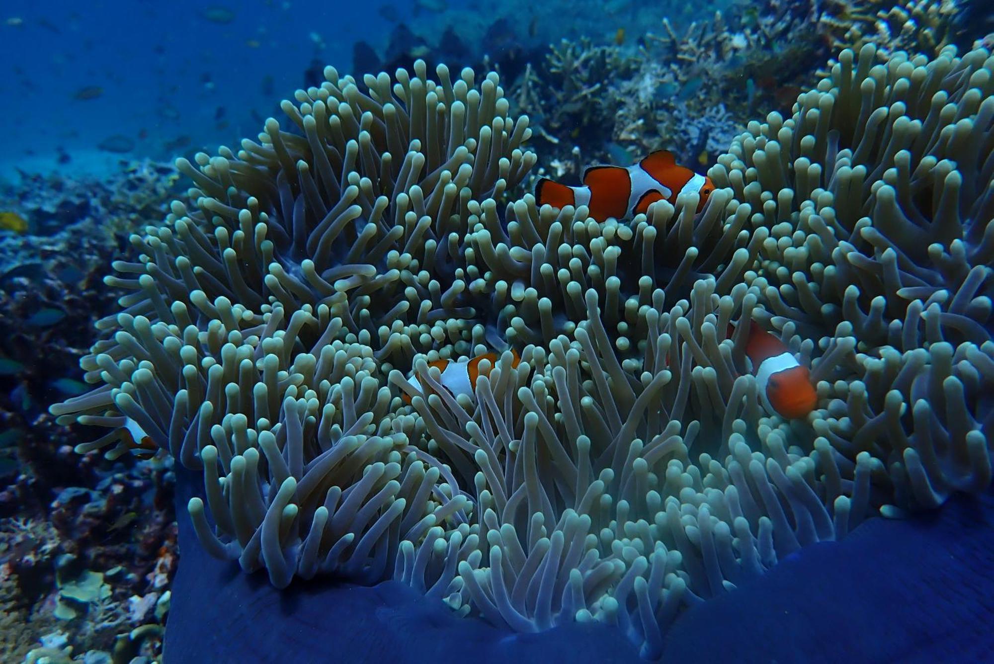 Wai Resort - Raja Ampat Pulau Birie Ngoại thất bức ảnh