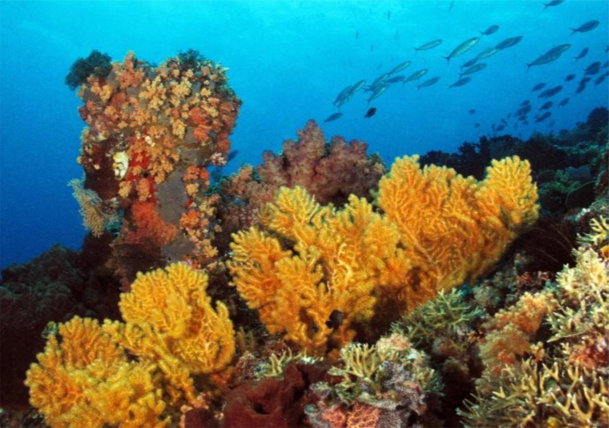 Wai Resort - Raja Ampat Pulau Birie Ngoại thất bức ảnh